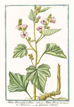 Old botanical illustration of  Althaea Dioscoridis et Plinii, (Althaea officinalis). By G. Bonelli on Hortus Romanus, publ. N. Martelli, Rome, 1772 &ndash; 93