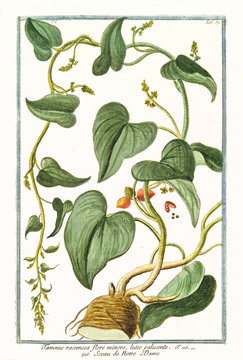Old botanical illustration of Tamnus racemosa (Dioscorea communis). By G. Bonelli on Hortus Romanus, publ. N. Martelli, Rome, 1772 &ndash; 93