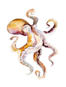 The red octopus, watercolor illustration isolated on white background.