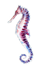 The seahorse, watercolor illustration isolated on white background.
