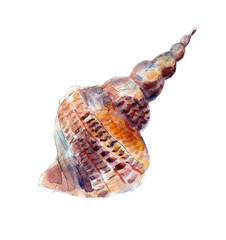 The seashell, watercolor illustration isolated on white background.