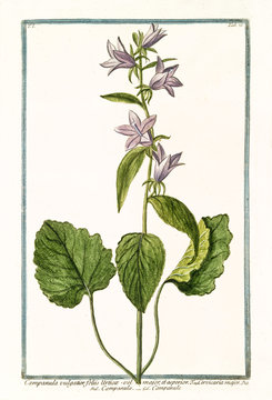 Old botanical illustration of Campanula vulgatior (Campanula latifolia). By G. Bonelli on Hortus Romanus, publ. N. Martelli, Rome, 1772 – 93
