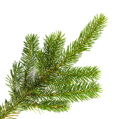 Pine tree branches isolated on white background.