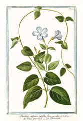 Old botanical illustration of Pervinca vulgaris (Vinca minor). By G. Bonelli on Hortus Romanus, publ. N. Martelli, Rome, 1772 – 93