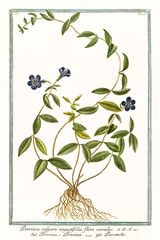 Old botanical illustration of Pervinca vulgaris angustifolia (Vinca minor). By G. Bonelli on Hortus Romanus, publ. N. Martelli, Rome, 1772 – 93