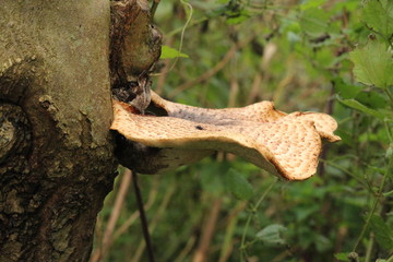 Mushrooms in the forrest close to Gouda