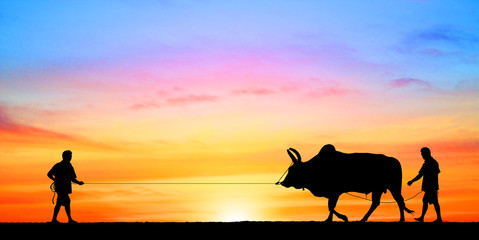 Fototapeta na wymiar silhouette man with a cow walks on the beach