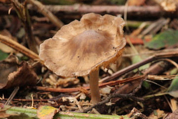 Mushrooms in the forrest close to Gouda