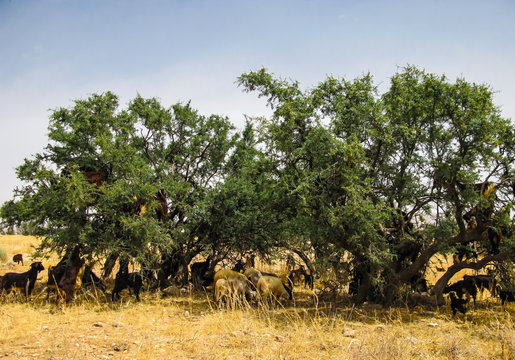 Goats on the argania tree, Morocco