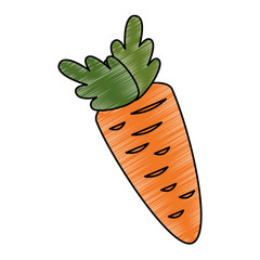carrot fresh vegetable icon