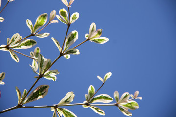 tree branch Texture of terminalia ivorensis Chev on blue sky background. green and white leaves of Ivory Coast Almond in Sunset light with blue sky.