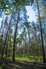 Obraz premium Beautiful greenwood in summer in sunny day.