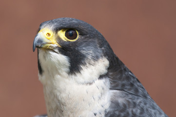 Peregrine falcon (falco peregrinus)