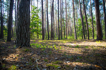 Fototapeta premium Beautiful greenwood in summer in sunny day.