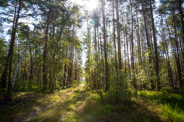 Fototapeta premium Beautiful greenwood in summer in sunny day.
