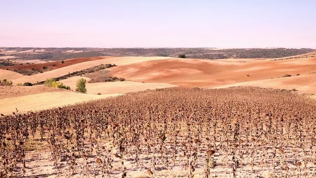 landscape with wheat fields and dry sunflowers in Autumn, La Toba, province of Guadalajara, Spain  