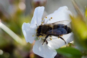 Flowering of trees and shrubs