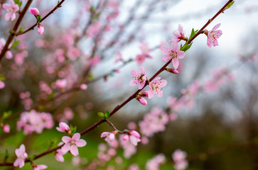 Flowering of trees and shrubs