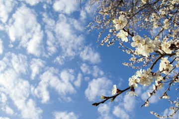Flowering of trees and shrubs