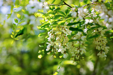 Flowering of trees and shrubs