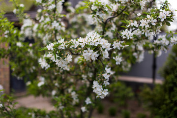 Flowering of trees and shrubs