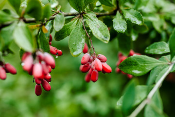 Branch of ripe red barberry after a rain with drops of water