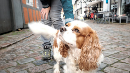Young Cocker Spaniel
