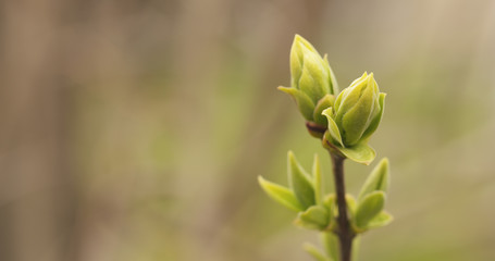 first lilac buds in spring closeup