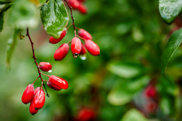 Branch of ripe red barberry after a rain with drops of water