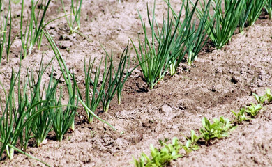 Organic Green Onions growing in Vegetable Garden
