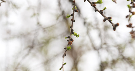 larch tree branch in spring