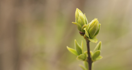first lilac buds in spring closeup