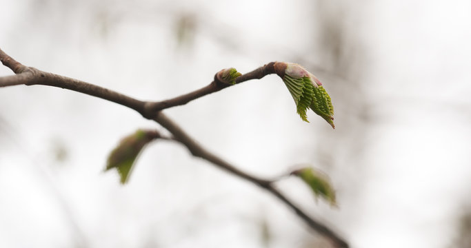 ulmus glabra elm leaves in spring day