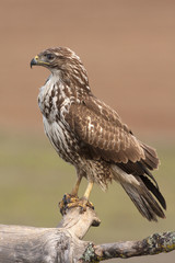 Common buzzard