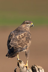 Common buzzard