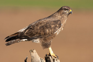 Common buzzard