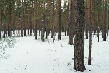 calm day in winter in pine forest
