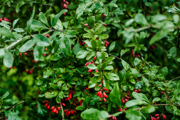 Obraz premium Branch of ripe red barberry after a rain with drops of water
