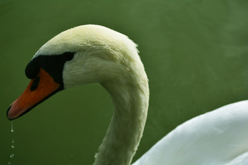 Obraz premium Swan 