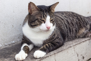 Street Cat : かわいいのら・猫