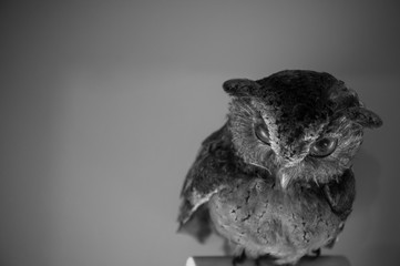 Staff owl with copy space. Black and white picture style.