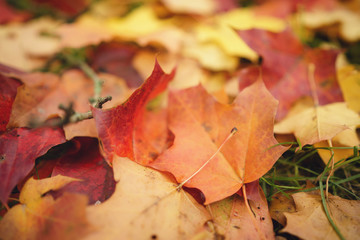 Naklejka na ściany i meble fallen autumn leaves on grass at the morning