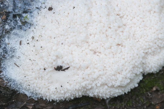 Enteridium Lycoperdon