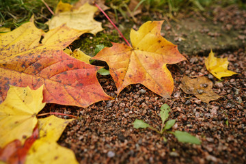 fallen autumn maple leaf on ground at the morning
