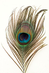 Tail feather of a peacock