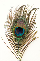 Fototapeta premium Tail feather of a peacock