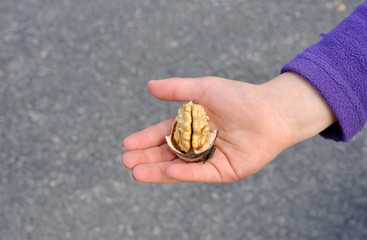 Walnut in a children hand