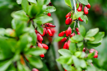 Natural green leaves branch of ripe red barberry after a rain with drops of wate