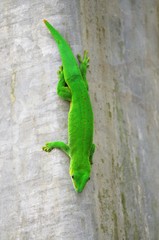 pleusoma madascarensis (geco del madagascar)