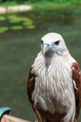 Eagle :  ワシ・鷲